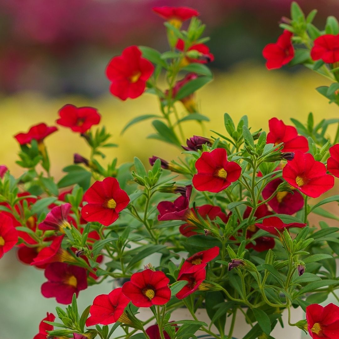 Calibrachoa – Cabaret Red – 4.5″ Pot